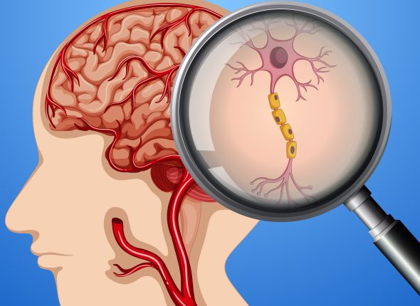 Human Anatomy of Brain Neuron Nerves