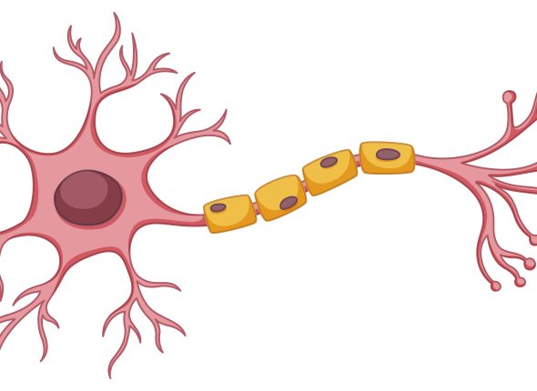 Stem cell diagram on white background