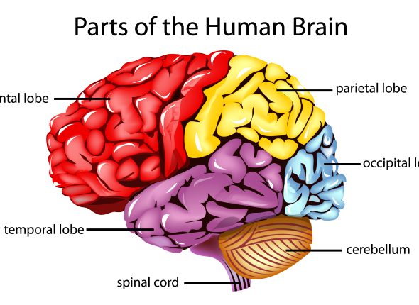 Human brain